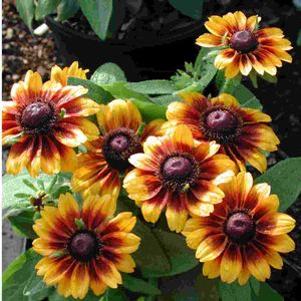 Rudbeckia hirta 'Cordoba'