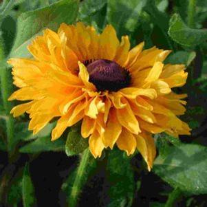 Rudbeckia hirta 'Goldilocks'