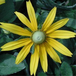 Rudbeckia hirta 'Irish Eyes'