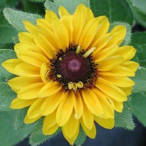 Rudbeckia hirta 'Maya'