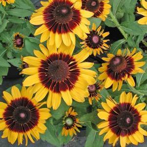 Rudbeckia hirta 'Sonora'