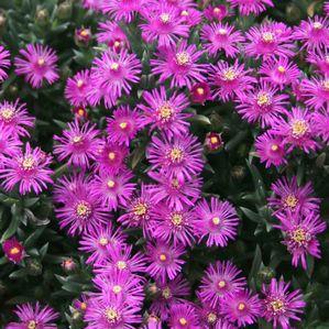 Ruschia pulvinaris