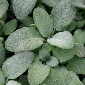 Sage 'Berggarten'