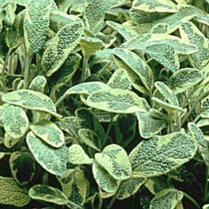 Sage  'Golden'