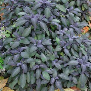 Sage  'Purple'