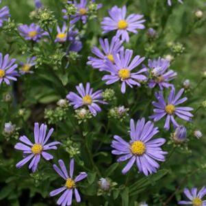 Aster 'Blue Autumn'