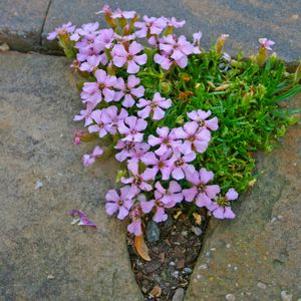 Saponaria x oliviana
