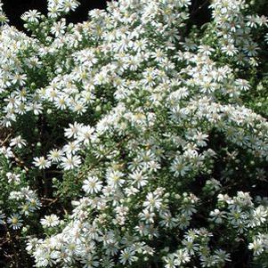 Aster  'Prostrata'