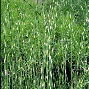 Scirpus tabernaemontani Zebrinus