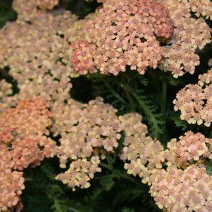 Achillea  'Dreamscicle'