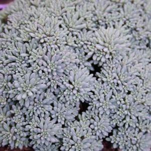 Sedum hispanicum 'Purple Form'