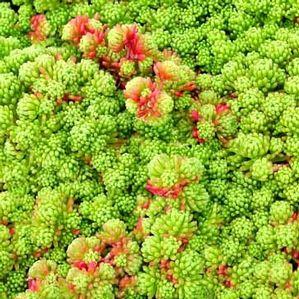 Sedum lydium