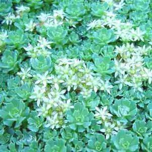 Sedum pachyclados