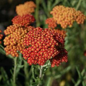 Achillea  'Fireland'