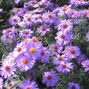 Aster novi-belgii 'Professor Kippenburg'