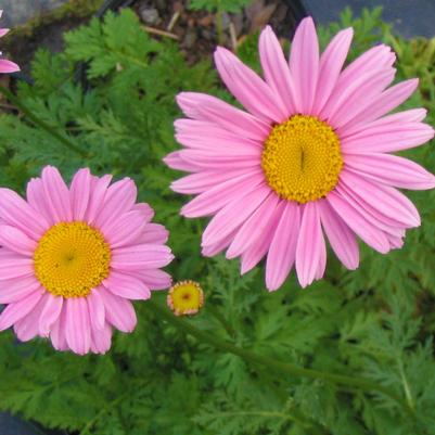 Tanacetum coccineum 'Robinson's Pink'