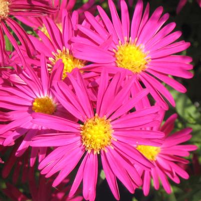 Aster novi-belgii 'Winston Churchill'