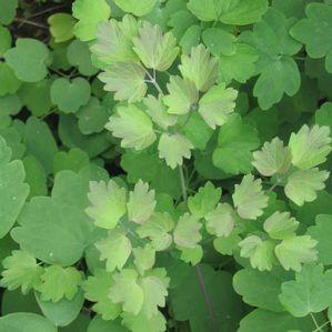 Thalictrum flavum ssp. Glaucum