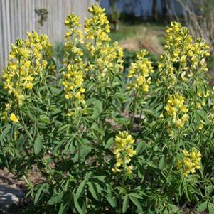 Thermopsis lanceolata