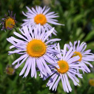 Aster tongolensis 'Wartburg Star'