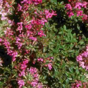 Thymus serpyllum coccineus 'Major'