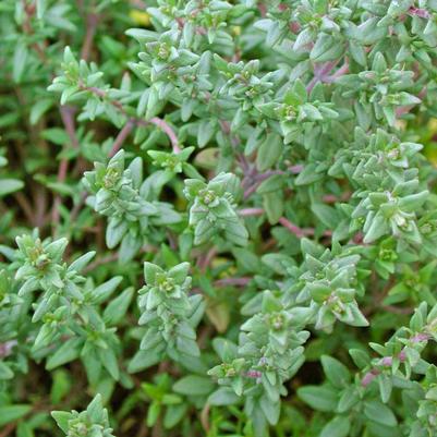 Thymus vulgaris 'English'