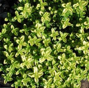 Thymus vulgaris 'Transparent Yellow'