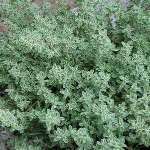 Thymus x argenteus 'Hi Ho Silver'