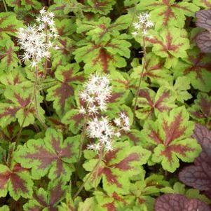 Tiarella  'Crow Feather'