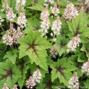 Tiarella  'Pirate's Patch'