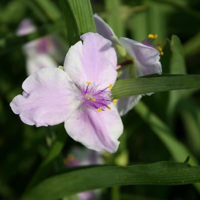 Tradescantia  'Pink Chablis'