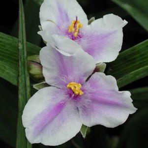 Tradescantia  'Bilberry Ice'