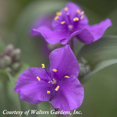 Tradescantia  'Concord Grape'