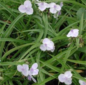 Tradescantia  'Osprey'