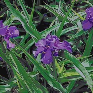 Tradescantia  'Purple Profusion'