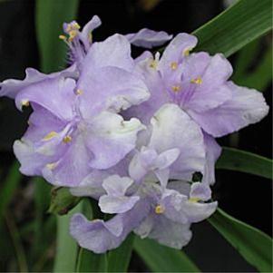 Tradescantia andersoniana 'Caerulea Plena'
