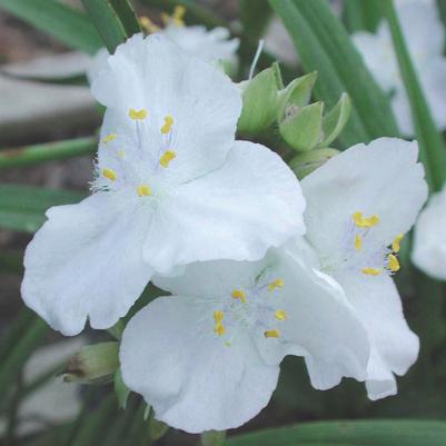 Tradescantia andersoniana 'Innocence'