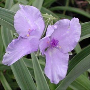 Tradescantia andersoniana 'J. C. Weguelin'
