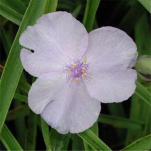 Tradescantia andersoniana 'Little Doll'