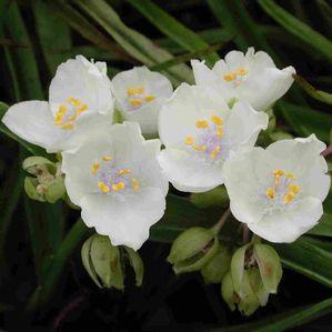 Tradescantia andersoniana 'Little White Doll'