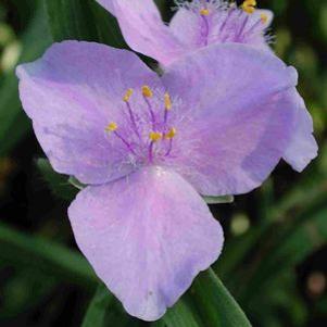 Tradescantia andersoniana 'Pauline'