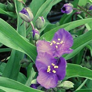 Tradescantia andersoniana 'Purple Dome'
