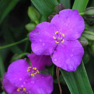 Tradescantia longipes 'Blue'