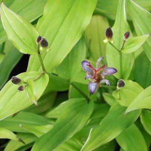 Tricyrtis  'Emperor'