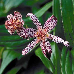 Tricyrtis  'Empress'