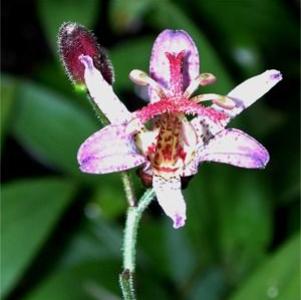 Tricyrtis  'Hatatogisa'