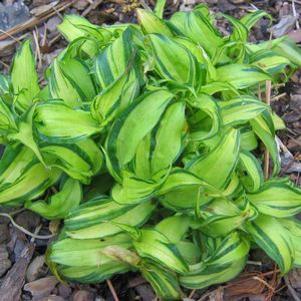 Tricyrtis  'Lightning Strike'