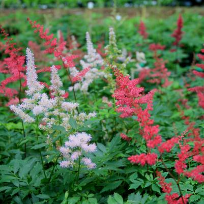 Astilbe 'Crimson Spires'