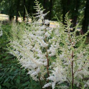 Astilbe japonica 'Ellie'