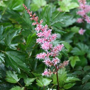 Astilbe  'Key West'